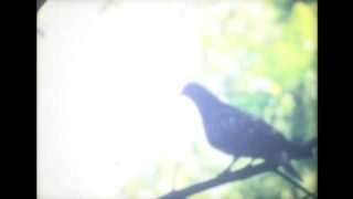 Film still of the film Tiny Bird, directed by Dane Komljen, Visions du Réel 2018