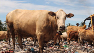 Film still of the film Diary of Cattle, directed by Lidia Afrilita, David Darmadi, Visions du Réel 2019