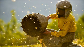 Film still of the film Honeyland, directed by Ljubomir Stefanov, Tamara Kotevska, Visions du Réel 2019