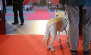 Chien d'assistance avec son maître sur le tapis rouge de Visions du Réel