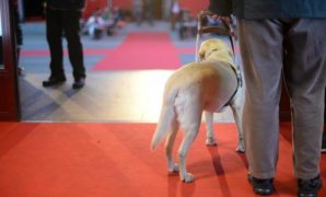 Chien d'assistance avec son maître sur le tapis rouge de Visions du Réel