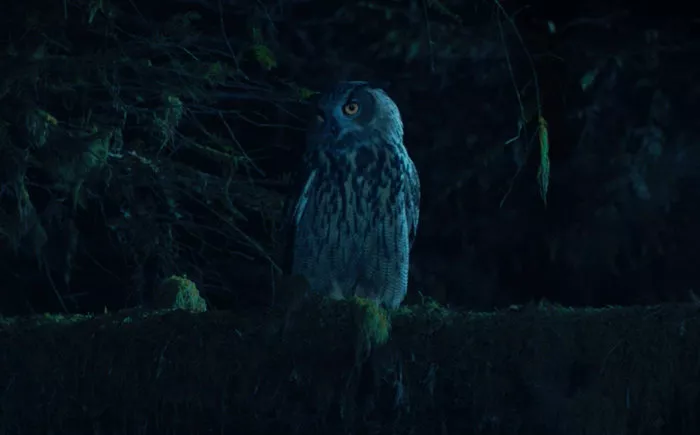 Owl